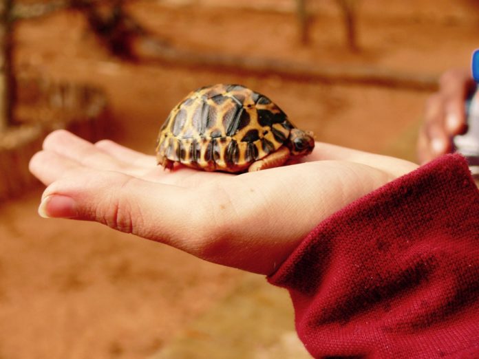 small baby tortoise