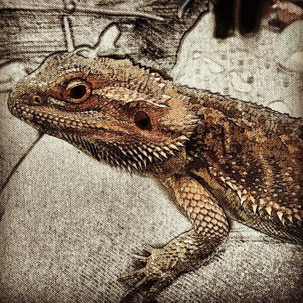 beared dragon