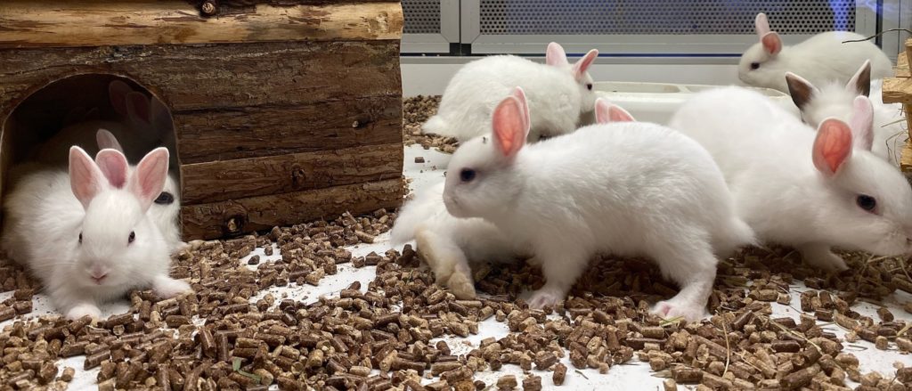 Pet Plus Rabbit How to keep your pet Rabbits safe outside in summer and winter? - Pets ...