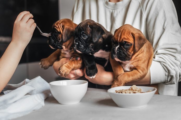 puppies food