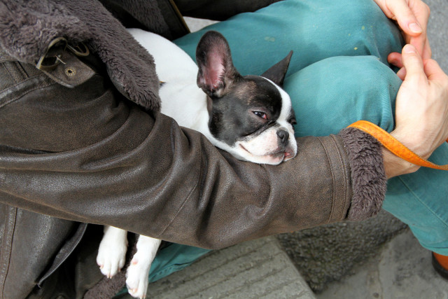 Dog trainer coat Dog trainer coat