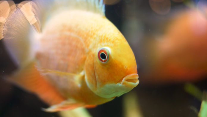 Keep Aquarium Fish Healthy