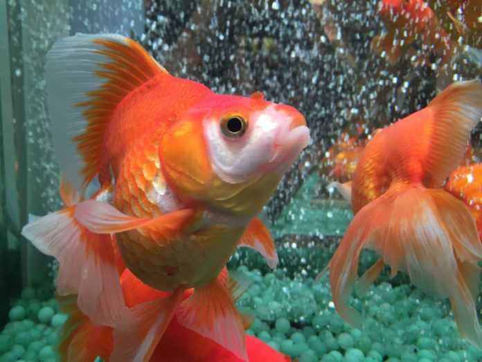 healthy aquarium fish care