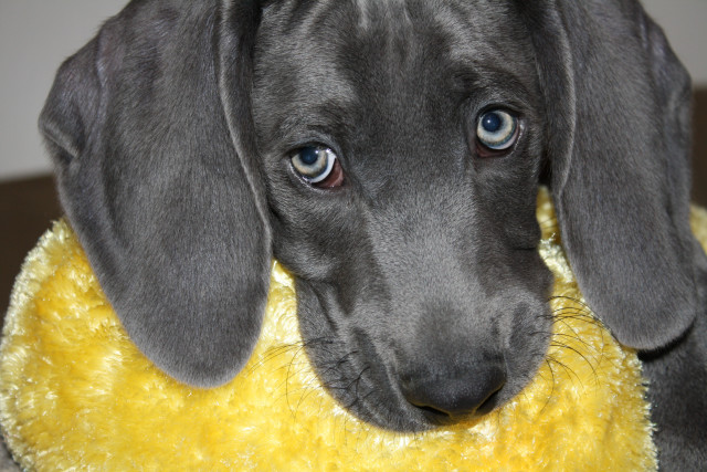 pet dog food industry pet dog food industry