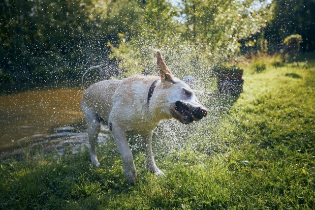 Exercise for Pet Dogs Exercise for Pet Dogs