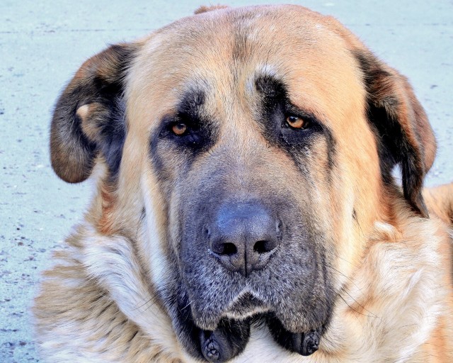 Senior Dogs