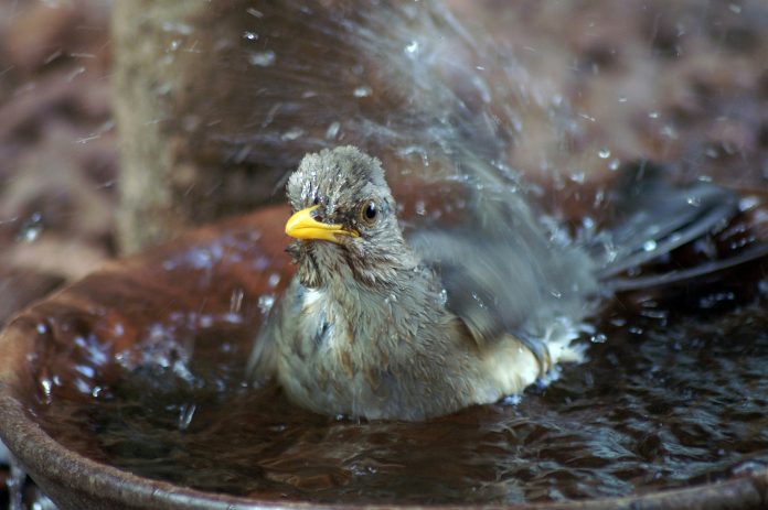 Regular Bird Bathing