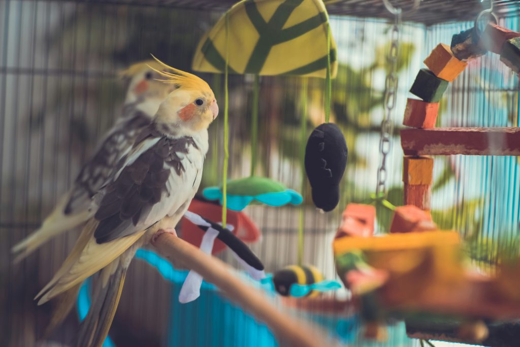 Routine Bird Vet Examinations
