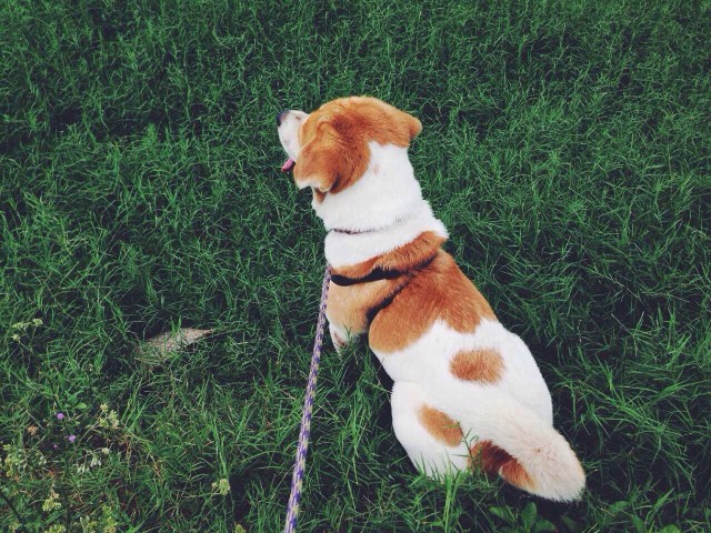 Train a Dog With Basic Commands