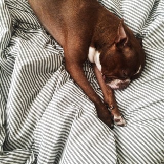Dog a Healthy Diet