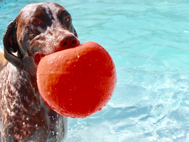 Dog a Healthy Diet