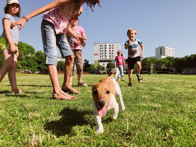 Understanding Canine Body Language