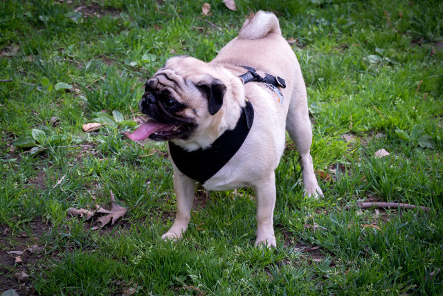 Keeping Dog Healthy and Happy Keeping Dog Healthy and Happy