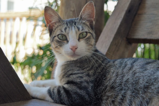 The Ultimate Guide to Pet Nutrition