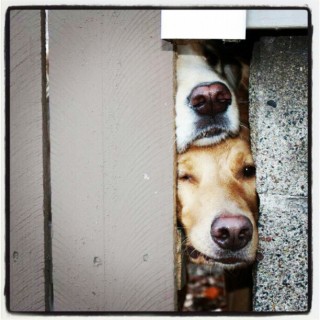 The Ultimate Guide to Pet Nutrition