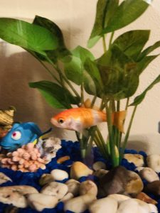 fish tank, goldfish tank, healthy goldfish, pet goldfish