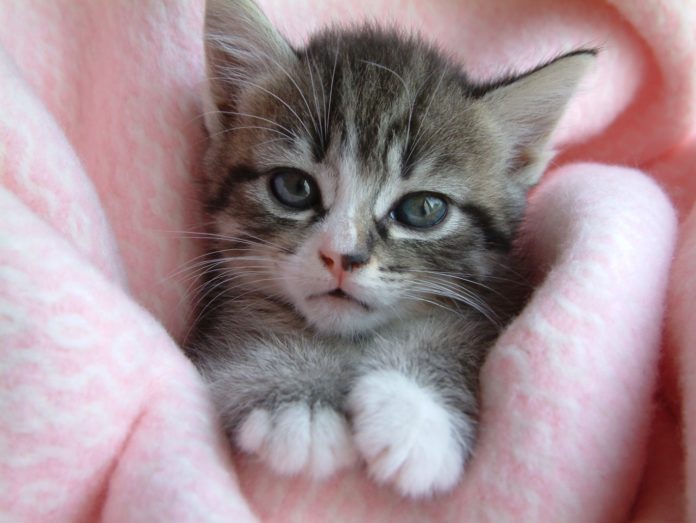 low-maintenance pets