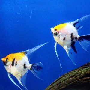 Angelfish, angelfish’s tank, take care of Angelfish