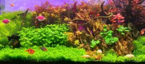 Causes and Solutions of Frequent Aquarium Fish Deaths, fish diseases, freshwater fish, infected fish