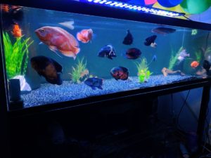 Fish Ideas for Your New Aquarium