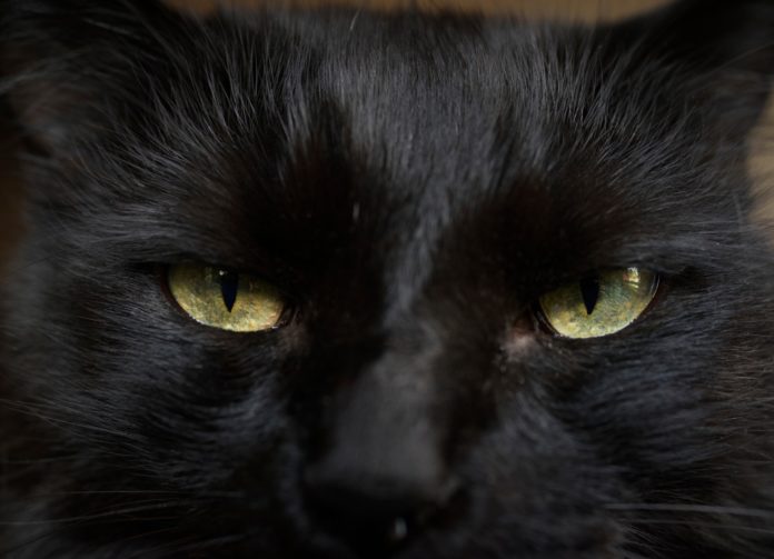 cat hates