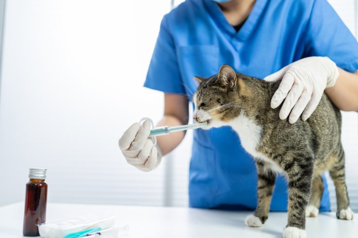 cat health care