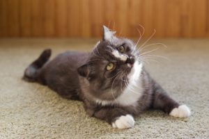 health benefits of cats, cat owners, cat breeds