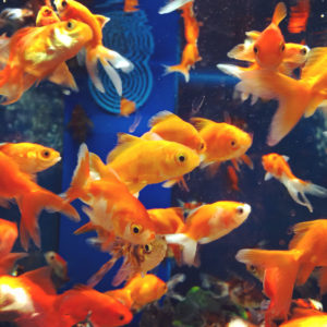 Fish Ideas for Your New Aquarium
