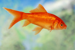 goldfish tank mates, tank mates, live with goldfish, tank mates for goldfish, best tank mates