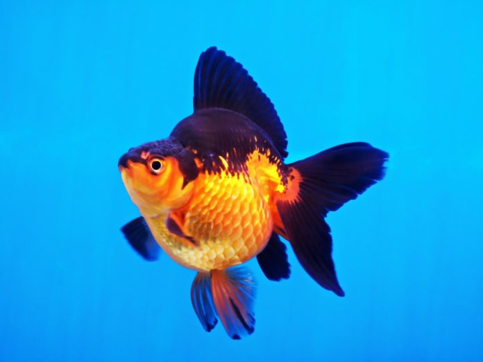 Healthcare for Your Goldfish, how to care for a goldfish, pet goldfish