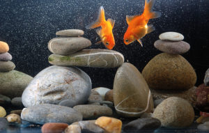 how to care for a goldfish?, fancy goldfish, healthy goldfish, cold water fish