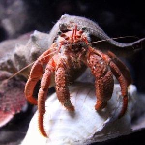hermit crab care, hermit crab, freshwater crabs, freshwater aquarium crabs