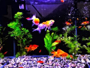 aquarium fish, fish waste, tropical fish, fish tank