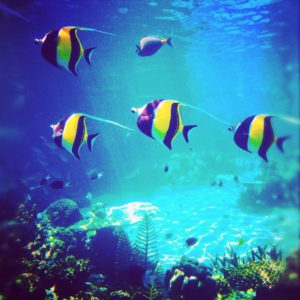 mariculture of aquarium fishes, marine ornamental fish, marine aquarium fish