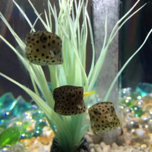 freshwater puffer fish, community tank, a few species, other fish