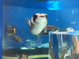 freshwater puffer fish, community tank, a few species, other fish
