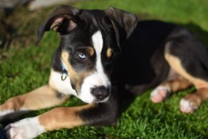 puppy adoption