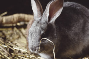 pet rabbits, pet rabbit, male rabbits, wild European rabbit