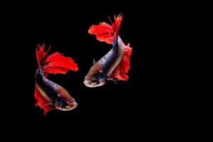 Low maintenance pets