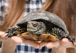 how to take care of a turtle, aquatic turtles, pet turtle, pet turtles, turtles carry salmonella