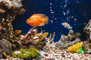 Causes and Solutions of Frequent Aquarium Fish Deaths, fish diseases, freshwater fish, infected fish